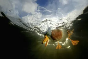 Mallard {Anas platyrhynchos} looking down from the water surface, view from underwater Mallard {Anas platyrhynchos} looking down from the water surface, view from underwater