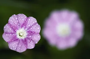 Mallow leaved bindweed (Convolvulus althaeoides) flowers covered in raindrops, Akamas peninsula Mallow leaved bindweed (Convolvulus althaeoides) flowers covered in raindrops, Akamas peninsula