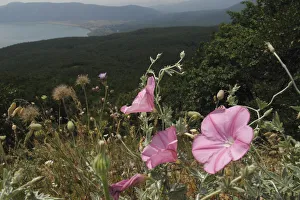 Mallow leaved bindweed (Convolvulus althaeoides) flowers in a mountain pasture above Stenje Mallow leaved bindweed (Convolvulus althaeoides) flowers in a mountain pasture above Stenje