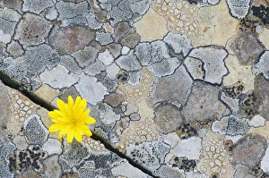 Map lichen (Rhizocarpon geographicum) on rock with (Hyoseris radiata) flower, Menorca Map lichen (Rhizocarpon geographicum) on rock with (Hyoseris radiata) flower, Menorca