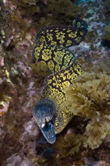 Marbled moray (Muraena helena) with mouth open, Princesa Alice, Azores, Portugal Marbled moray (Muraena helena) with mouth open, Princesa Alice, Azores, Portugal