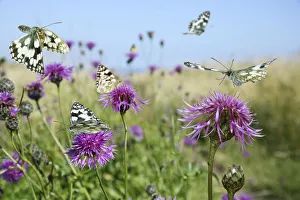 Marbled white butterflies (Melanargia galathea) visiting Greater knapweed (Centaurea Marbled white butterflies (Melanargia galathea) visiting Greater knapweed (Centaurea