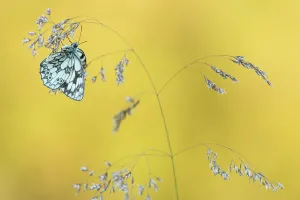 Marbled White butterfly (Melanargia galathea) resting on grass, Dunsdon Nature Reserve Marbled White butterfly (Melanargia galathea) resting on grass, Dunsdon Nature Reserve