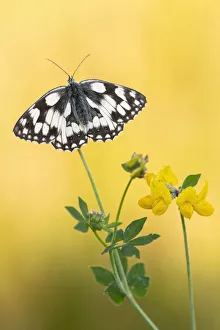 Marbled white butterfly (Melanargia galathea) perched on birds foot trefoil Marbled white butterfly (Melanargia galathea) perched on birds foot trefoil
