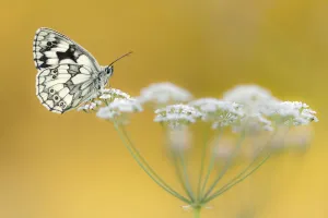 Marbled White butterfly (Melanargia galathea) resting on flower head Marbled White butterfly (Melanargia galathea) resting on flower head