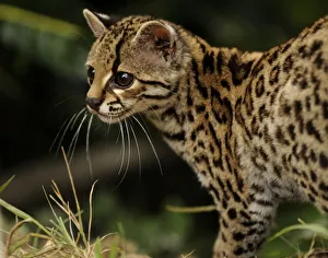 Margay (Leopardus wiedii) portrait, semi-free-ranging, Peruvian Amazon, Peru Margay (Leopardus wiedii) portrait, semi-free-ranging, Peruvian Amazon, Peru