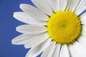 Marguerite / Ox eye daisy (Leucanthemum vulgare) UK Marguerite / Ox eye daisy (Leucanthemum vulgare) UK