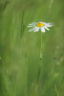 Marguerite / Oxeye daisy (Leucanthemum vulgare) in flower, Roudenhaff, Mullerthal Marguerite / Oxeye daisy (Leucanthemum vulgare) in flower, Roudenhaff, Mullerthal