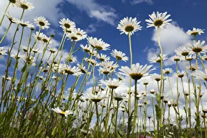 Marguerites (Leucanthemum vulgare) in flower, Eastern Slovakia, Europe, June 2009 Marguerites (Leucanthemum vulgare) in flower, Eastern Slovakia, Europe, June 2009
