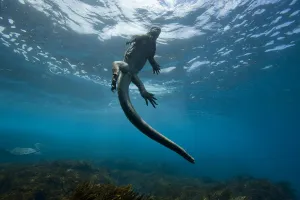 Marine iguana (Amblyrhynchus cristatus) swimming back to the surface, Galapagos Marine iguana (Amblyrhynchus cristatus) swimming back to the surface, Galapagos