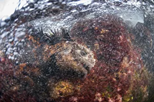 Marine iguana (Amblyrhynchus cristatus) feeding on algae, Black Beach, Floreana Marine iguana (Amblyrhynchus cristatus) feeding on algae, Black Beach, Floreana