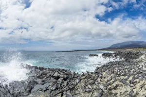 Marine iguana (Amblyrhynchus cristatus) large group resting on the coast, Cape Douglas Marine iguana (Amblyrhynchus cristatus) large group resting on the coast, Cape Douglas