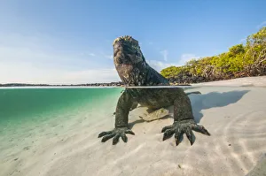 Marine iguana (Amblyrhynchus cristatus) split level view on the coast, Tortuga Bay Marine iguana (Amblyrhynchus cristatus) split level view on the coast, Tortuga Bay