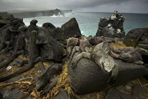 Marine Iguanas (Amblyrhynchus cristatus) on the south coast of Espanola Island, Galapagos Marine Iguanas (Amblyrhynchus cristatus) on the south coast of Espanola Island, Galapagos