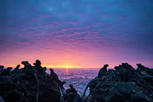 Marine iguanas (Amblyrhynchus cristatus) silhouettes at sunset, Punta Vicente Roca Marine iguanas (Amblyrhynchus cristatus) silhouettes at sunset, Punta Vicente Roca