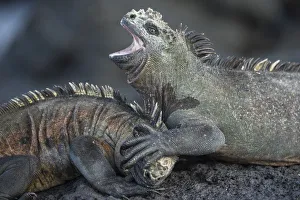 Marine iguanas (Amblyrhynchus cristatus) fighting, Punta Gavilanes, Fernandina Island Marine iguanas (Amblyrhynchus cristatus) fighting, Punta Gavilanes, Fernandina Island