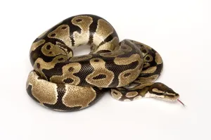 Prints of Ball / Royal python (Python regius) coiled with tongue extended Royal Python Prints: Royal python coiled print