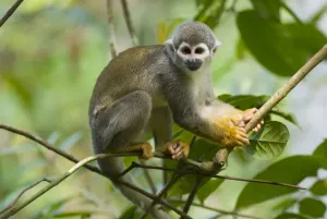 Common Squirrel Monkey Prints: Print of a Common Squirrel Monkey in a tree, Peru