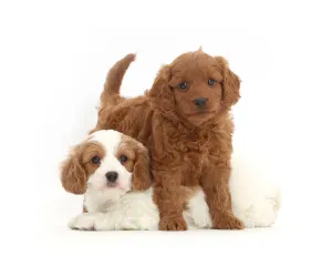 Two Cavapoo puppies Print