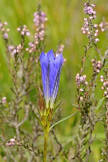 Marsh Gentian (Gentiana pneumonanthe) flowering, Ashdown Forest, Sussex, England, UK Marsh Gentian (Gentiana pneumonanthe) flowering, Ashdown Forest, Sussex, England, UK