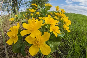 Marsh marigold (Caltha palustris) UK, May Marsh marigold (Caltha palustris) UK, May