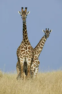 Masai Giraffe (Giraffa camelopardalis tippelskirchi) male and female (back) Masai Giraffe (Giraffa camelopardalis tippelskirchi) male and female (back)