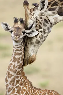 Masai giraffe {Giraffa camelopardalis} mother nuzzling baby, Lower Masai Mara GR, Kenya Masai giraffe {Giraffa camelopardalis} mother nuzzling baby, Lower Masai Mara GR, Kenya