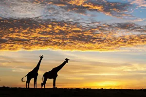 Masai giraffes (Giraffa camelopardalis tippelskirchi), at sunrise Masai giraffes (Giraffa camelopardalis tippelskirchi), at sunrise