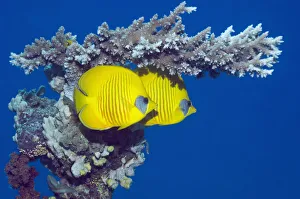 Masked butterflyfish (Chaetodon semilarvatus) with acropora coral. Egypt, Red Sea Masked butterflyfish (Chaetodon semilarvatus) with acropora coral. Egypt, Red Sea