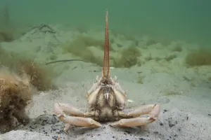 Masked crab (Corystes cassivelaunus) on sandy seabed, Studland Bay, Dorset, UK, May Masked crab (Corystes cassivelaunus) on sandy seabed, Studland Bay, Dorset, UK, May