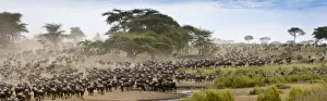 Massing herds of White bearded wildebeest (Connochaetes taurinus albojubatus) on migration Massing herds of White bearded wildebeest (Connochaetes taurinus albojubatus) on migration