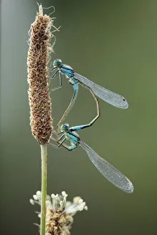 Mating pair of Azure damselflies (Coenagrion puella) on Plantain (Plantago sp) Lagadin region Mating pair of Azure damselflies (Coenagrion puella) on Plantain (Plantago sp) Lagadin region