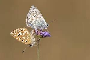 Mating pair of chalkhill blue butterflies (Lysandra coridon) with wings closed resting Mating pair of chalkhill blue butterflies (Lysandra coridon) with wings closed resting