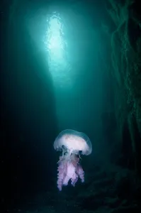Mauve stinger (Pelagia noctiluca) at the entrance of a cave, Sula Sgeir, Outer Hebrides Mauve stinger (Pelagia noctiluca) at the entrance of a cave, Sula Sgeir, Outer Hebrides
