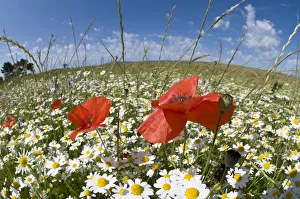 Mayweed (Anthemis sp) and Poppies (Papaver rhoeas) in flower, near Orvieto, Umbria Mayweed (Anthemis sp) and Poppies (Papaver rhoeas) in flower, near Orvieto, Umbria