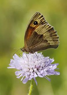 Meadow Brown Butterfly (Maniola jurtina) feeding from Scabious flower (Scabiosa Meadow Brown Butterfly (Maniola jurtina) feeding from Scabious flower (Scabiosa