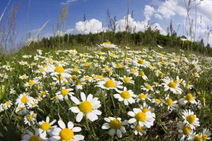 Meadow with flowering Corn camomile (Anthemis arvensis) East Slovakia, Europe, June 2008 Meadow with flowering Corn camomile (Anthemis arvensis) East Slovakia, Europe, June 2008