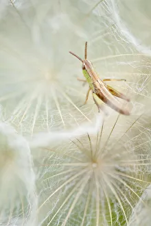 Meadow grasshopper (Chorthippus parallelus) resting on Goatsbeard seedhead (Tragopogon sinuatus) Meadow grasshopper (Chorthippus parallelus) resting on Goatsbeard seedhead (Tragopogon sinuatus)