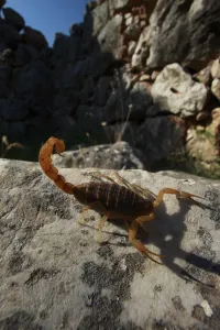 Mediterranean checkered scorpion (Mesobuthus gibbosus) on rock, the ancient ruins of Mycene Mediterranean checkered scorpion (Mesobuthus gibbosus) on rock, the ancient ruins of Mycene
