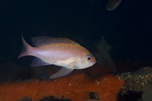 Mediterranean fairy basslet (Anthias anthias) on artificial reef, Larvotto Marine Reserve Mediterranean fairy basslet (Anthias anthias) on artificial reef, Larvotto Marine Reserve