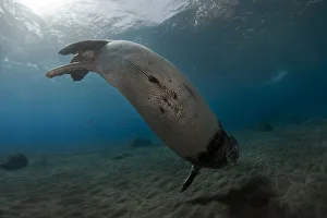 Mediterranean Male Monk seal (Monachus monachus) Deserta Grande, Desertas Islands Mediterranean Male Monk seal (Monachus monachus) Deserta Grande, Desertas Islands