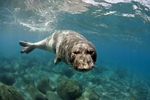 Mediterranean Monk Seal (Monachus monachus) large male of 2 Mediterranean Monk Seal (Monachus monachus) large male of 2