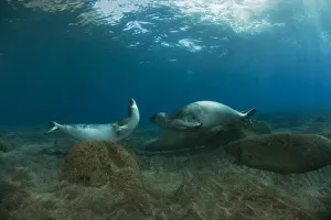 Mediterranean Monk seal (Monachus monachus) pair courting on rocks on seabed, Deserta Grande Mediterranean Monk seal (Monachus monachus) pair courting on rocks on seabed, Deserta Grande