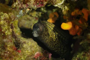 Mediterranean moray eel (Muraena helena) Malta, Mediteranean, June 2009 Mediterranean moray eel (Muraena helena) Malta, Mediteranean, June 2009