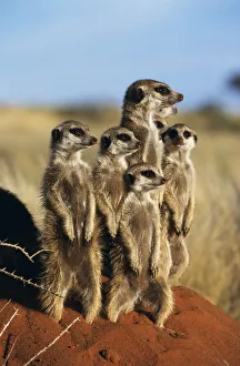 Meerkat family standing on guard {Suricata suricatta} Tswalu Kalahari Reserve, South Meerkat family standing on guard {Suricata suricatta} Tswalu Kalahari Reserve, South