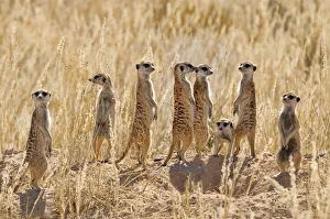 Meerkat (Suricata suricatta) group standing apart, Kgalagadi National Park, South Africa Meerkat (Suricata suricatta) group standing apart, Kgalagadi National Park, South Africa