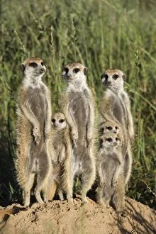 Meerkat / Suricate family group (Suricatta suricata) standing alert together, Kalahari Meerkat / Suricate family group (Suricatta suricata) standing alert together, Kalahari
