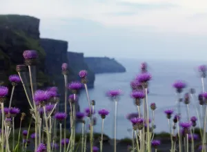 Melancholy thistle (Cirsium heterophyllum) flowers, Cliffs of Moher, The Burren, County Clare Melancholy thistle (Cirsium heterophyllum) flowers, Cliffs of Moher, The Burren, County Clare