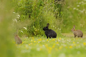 Melanistic rabbit (Oryctolagus cuniculus) with normal European rabbits in grassland Melanistic rabbit (Oryctolagus cuniculus) with normal European rabbits in grassland