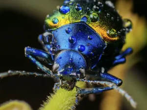 Metallic leaf beetle (Chrysomelidae) with rain droplets, frontal view, in Aiuruoca Metallic leaf beetle (Chrysomelidae) with rain droplets, frontal view, in Aiuruoca